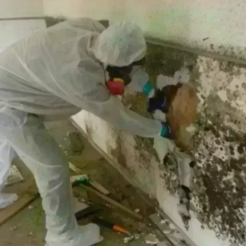 Mold Remediation and Removal in Denver, CO